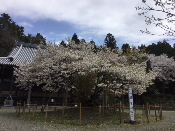 楊貴妃桜